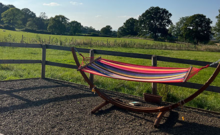Ryeland Sheep at Haws Hill